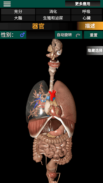 Internal Organs in 3D Anatomy