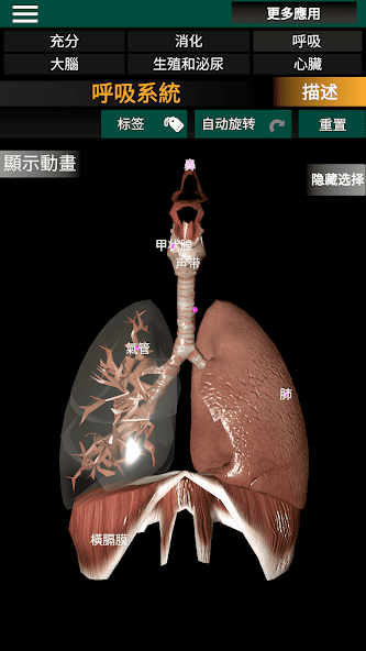 Internal Organs in 3D Anatomy