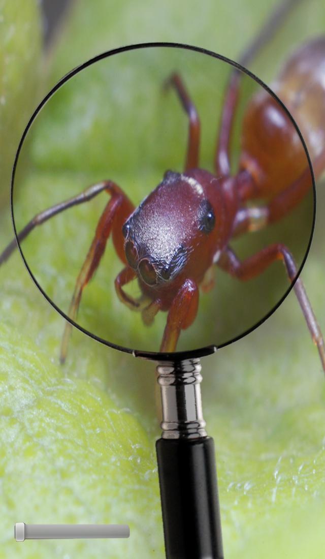 smart magnifier - zoom in