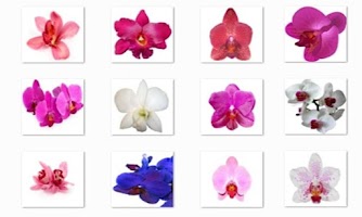 Orchid Flowers Onet Game