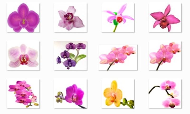 Orchid Flowers Onet Game