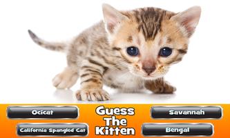 Guess The Kitten