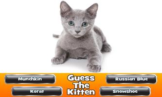 Guess The Kitten