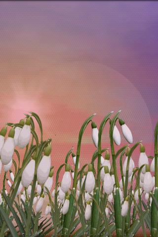Snowdrops Lite