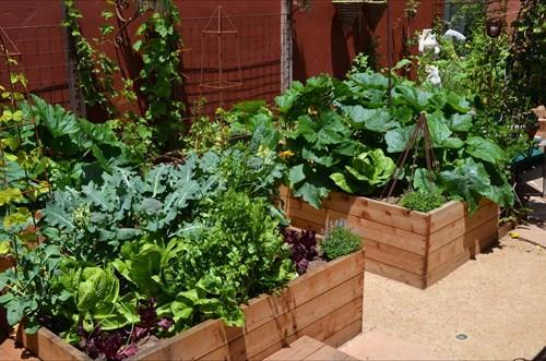 Vegetable Garden Ideas