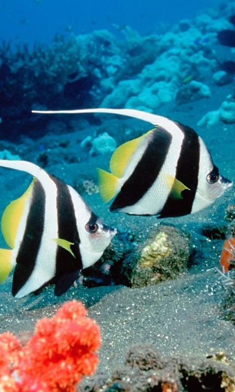 Fish Wallpaper HD Free