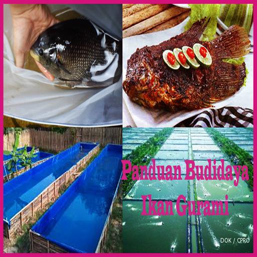 Panduan budidaya ikan gurami