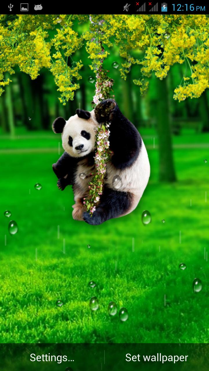 Funny Panda Live Wallpaper