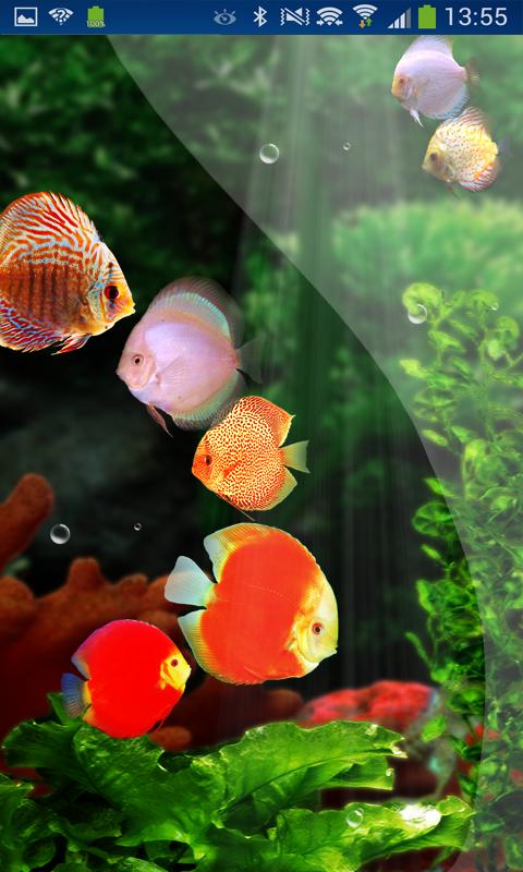 Fish Aquarium HD LWP Discus
