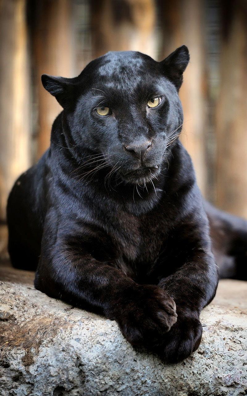 Black Panther Live Wallpaper