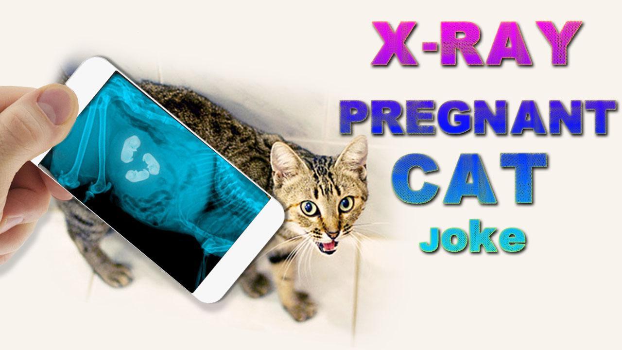 X-Ray Pregnant Cat Joke