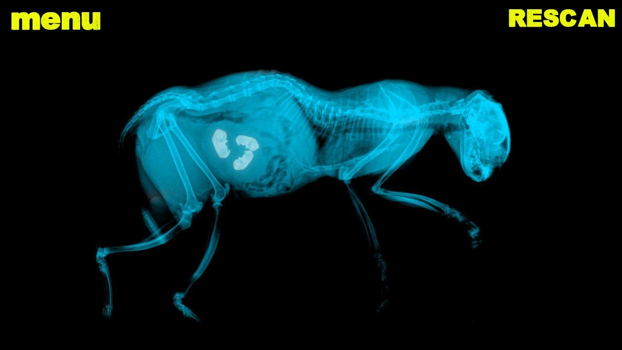 X-Ray Pregnant Cat Joke