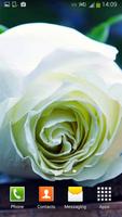 White Rose Live Wallpaper