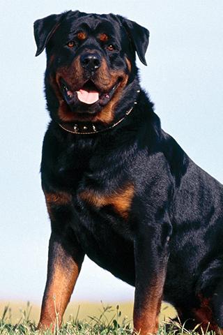 Rottweiler Wallpapers