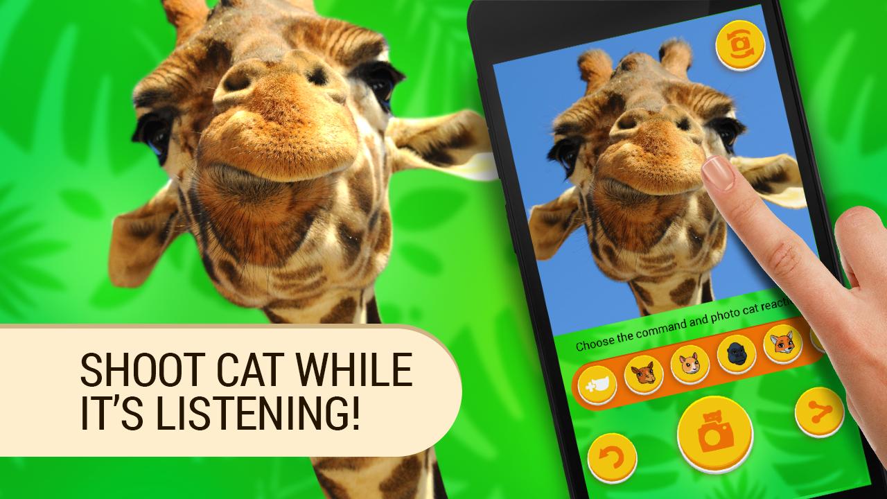 Translate Animals. Simulator