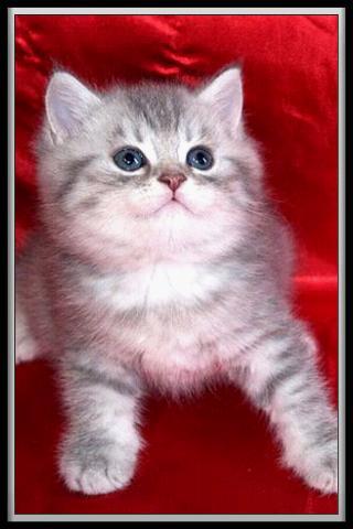 Tradutor para Gatinhos e Gatos