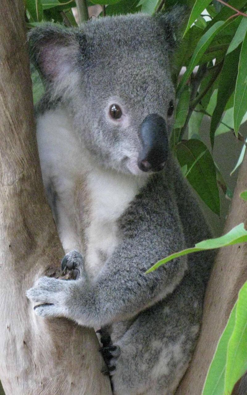 Aussie Animal Puzzles